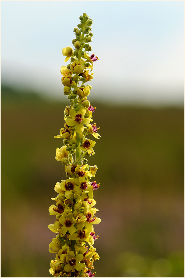 Königskerze, schwarze (Verbascum nigrum)