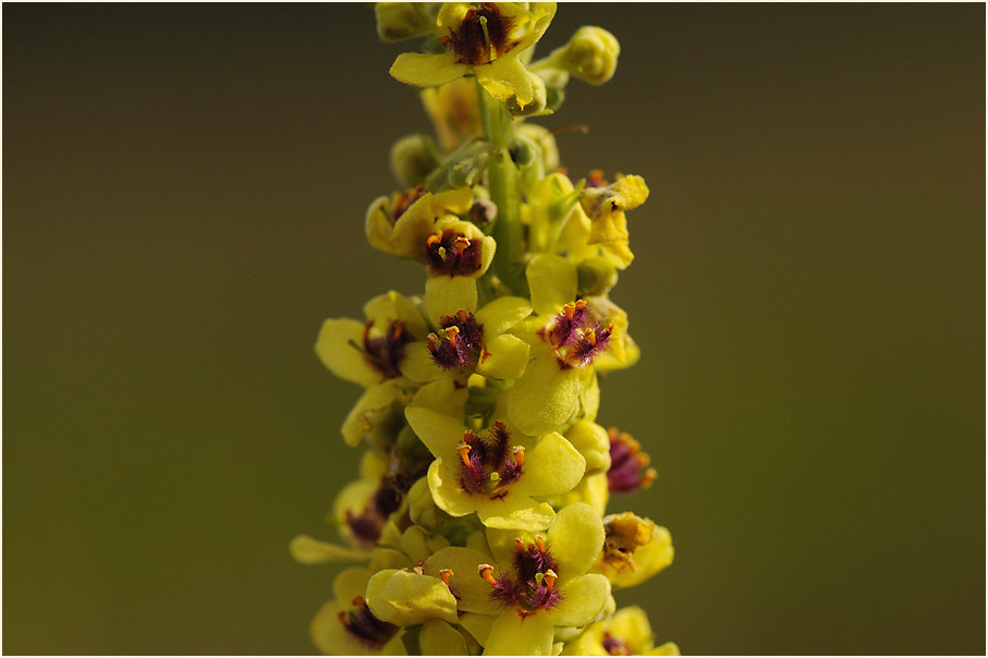 Königskerze, schwarze (Verbascum nigrum)