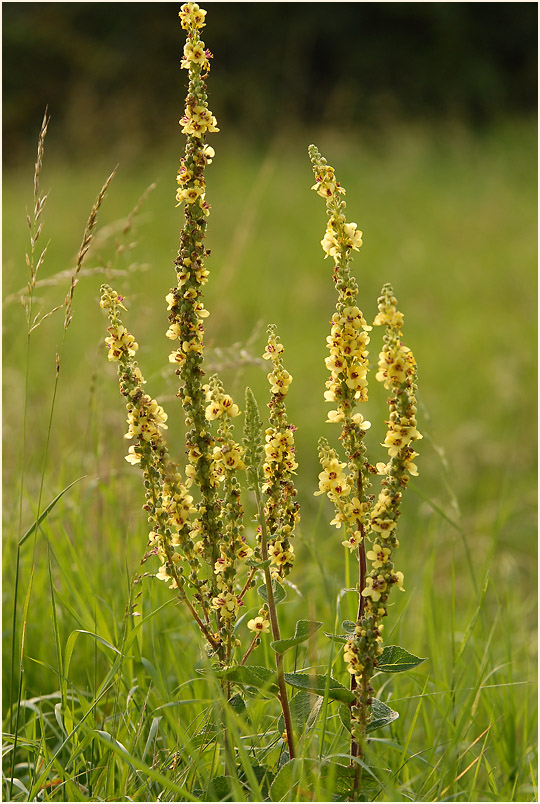 Königskerze, schwarze (Verbascum nigrum)