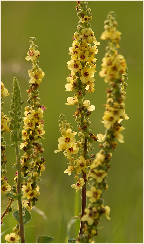 Königskerze, schwarze (Verbascum nigrum)