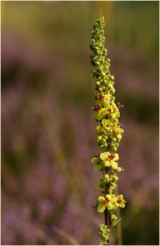 Königskerze, schwarze (Verbascum nigrum)