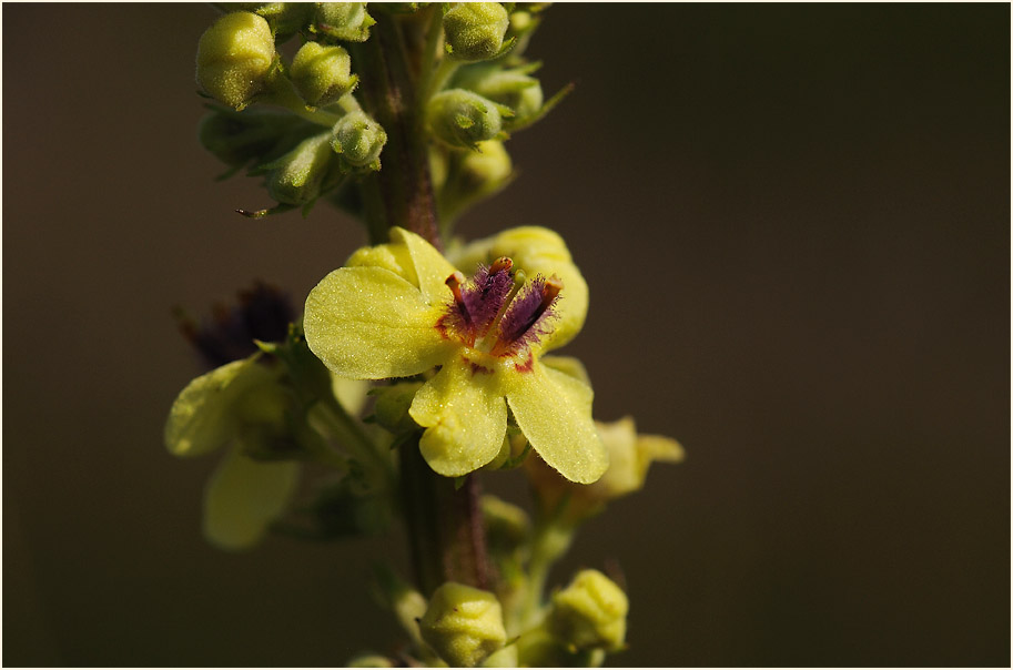 Königskerze, schwarze (Verbascum nigrum)