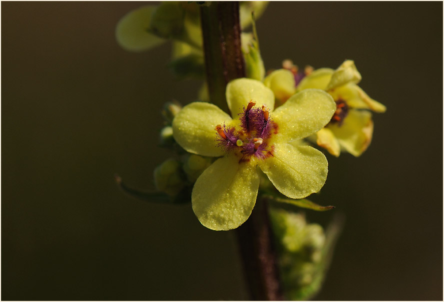 Königskerze, schwarze (Verbascum nigrum)