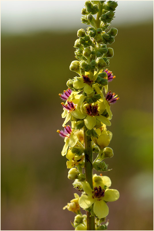 Königskerze, schwarze (Verbascum nigrum)