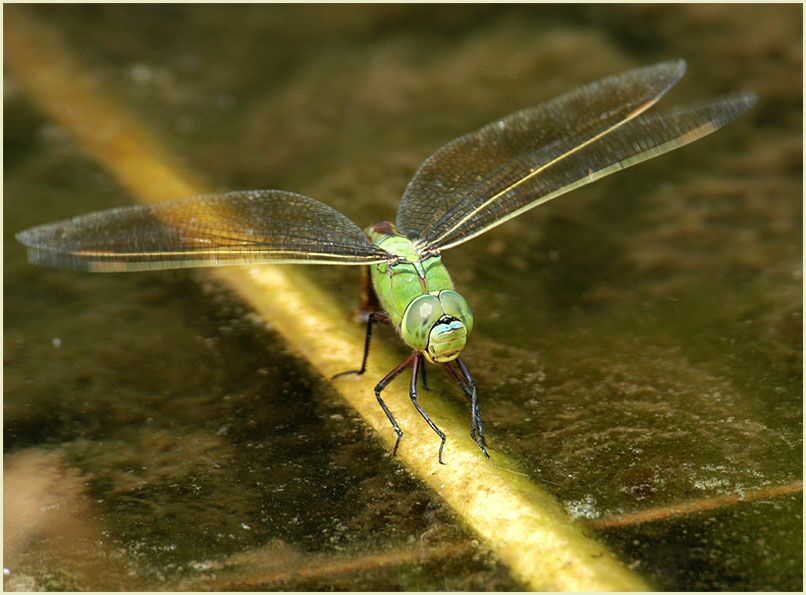 Libellen, K&ouml;nigslibelle