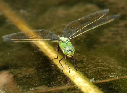 vergr&ouml;&szlig;ern