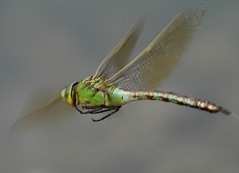 Libellen, K&ouml;nigslibelle