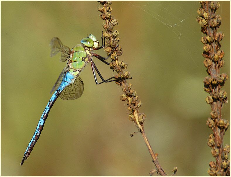 Libellen, K&ouml;nigslibelle