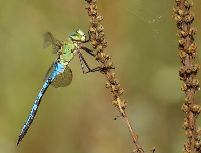 vergr&ouml;&szlig;ern
