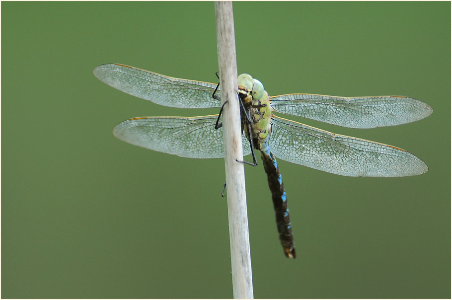 Libellen, K&ouml;nigslibelle