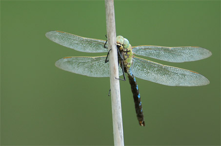 vergr&ouml;&szlig;ern