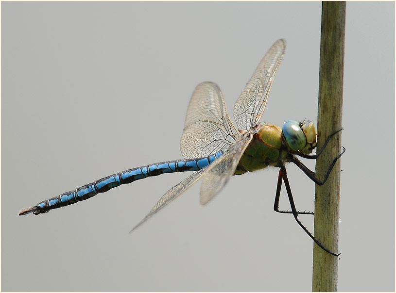 Libellen, K&ouml;nigslibelle