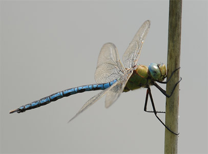 vergr&ouml;&szlig;ern