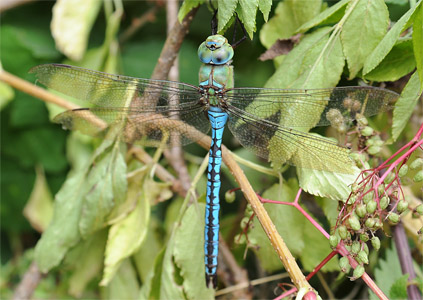 vergr&ouml;&szlig;ern