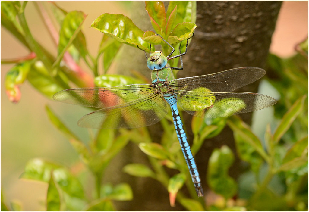 Libellen, K&ouml;nigslibelle