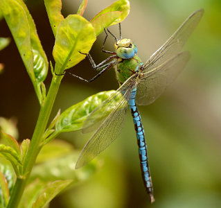 vergr&ouml;&szlig;ern