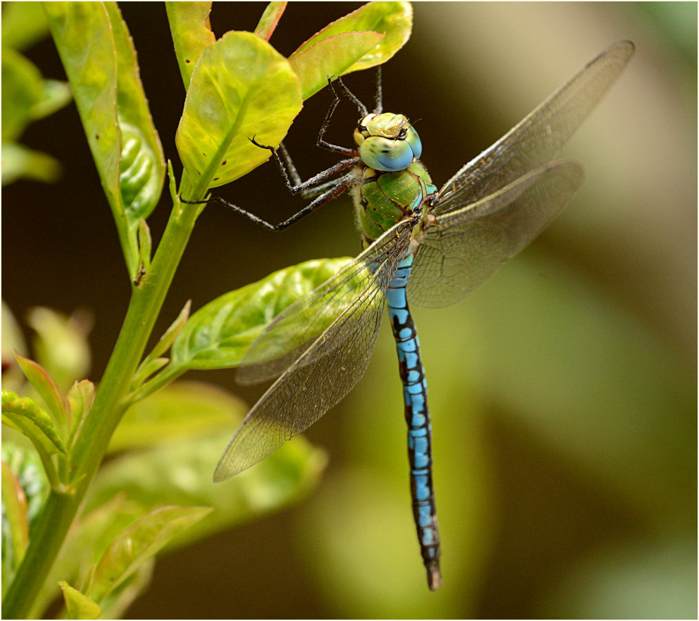 Libellen, K&ouml;nigslibelle