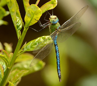 vergr&ouml;&szlig;ern