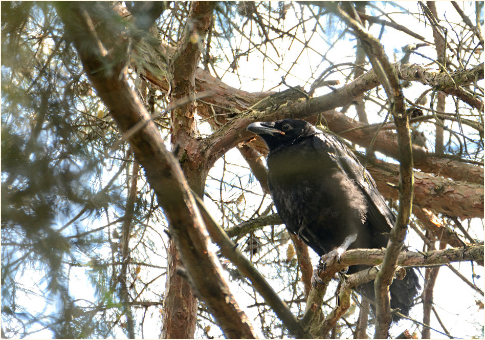 Junger Kolkrabe