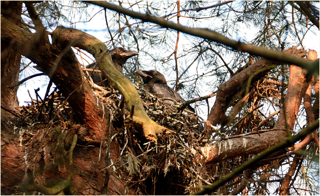 Junge Kolkraben im Horst