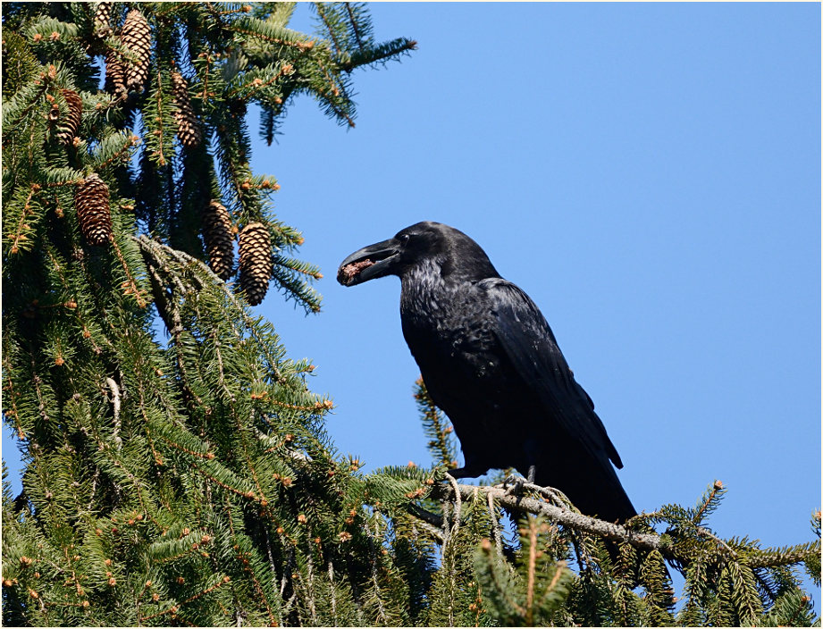 Kolkrabe