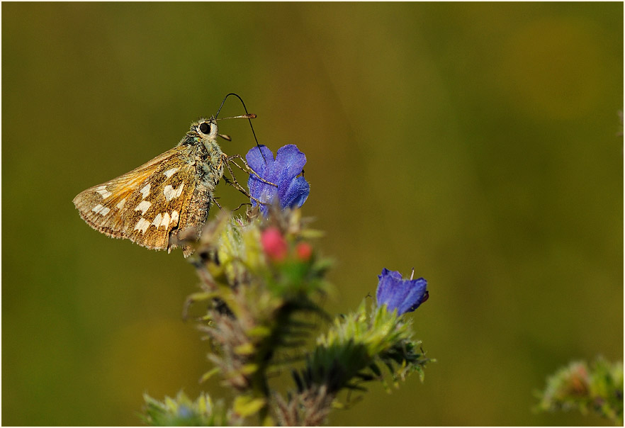 Schmetterling, Komma Dickkopffalter