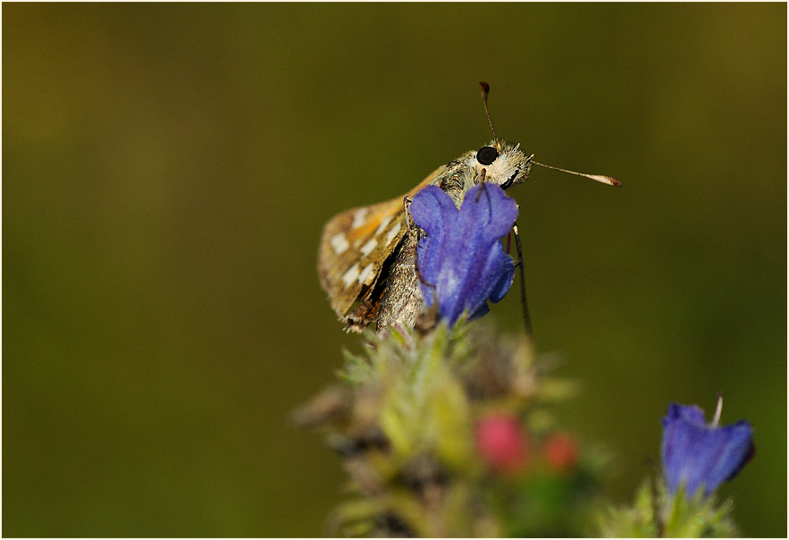 Schmetterling, Komma Dickkopffalter