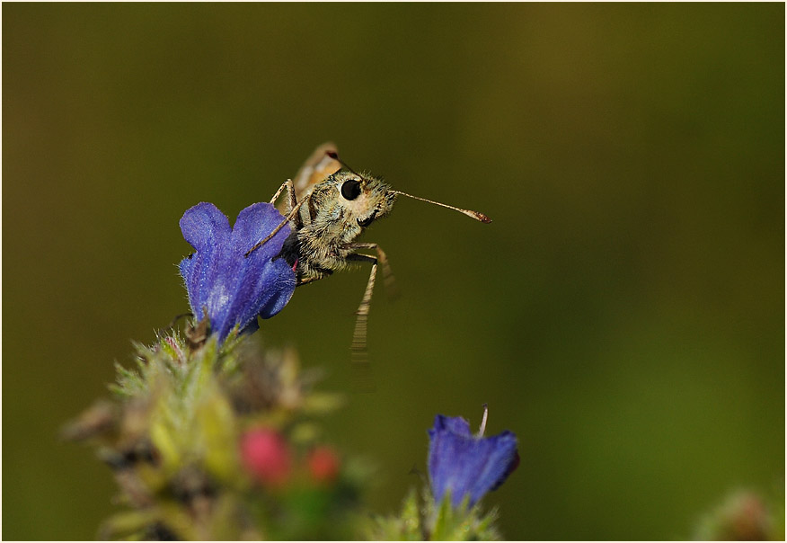 Schmetterling, Komma Dickkopffalter
