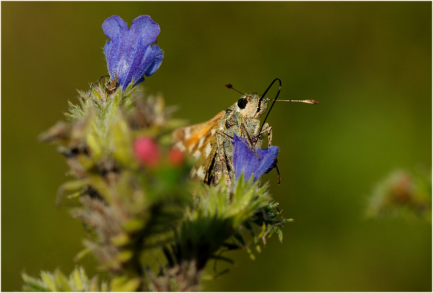 Schmetterling, Komma Dickkopffalter