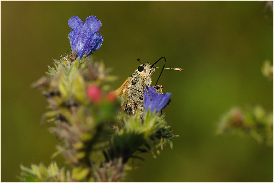 Schmetterling, Komma Dickkopffalter