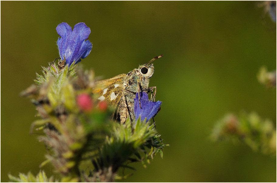 Schmetterling, Komma Dickkopffalter