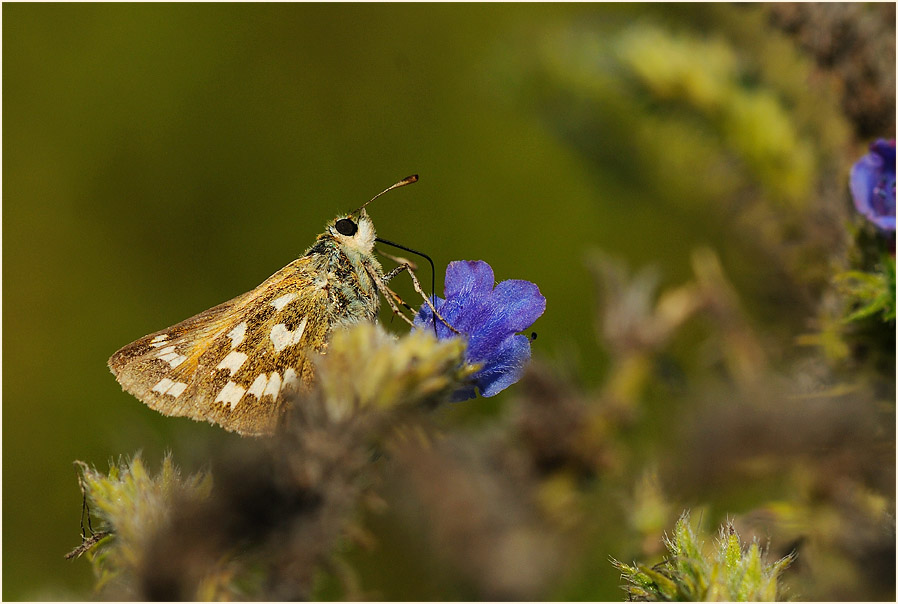 Schmetterling, Komma Dickkopffalter