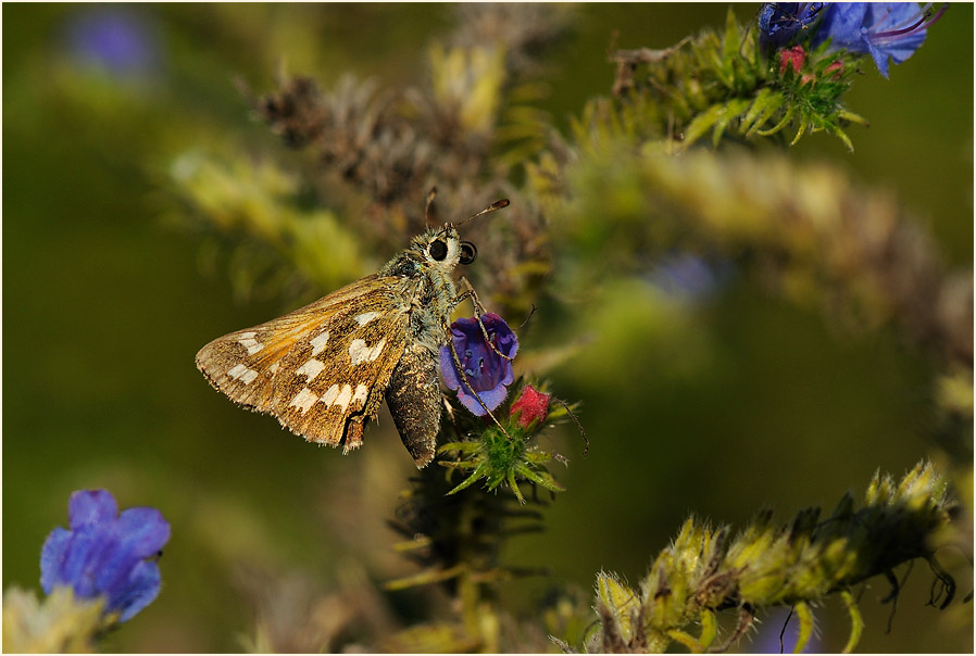 Schmetterling, Komma Dickkopffalter