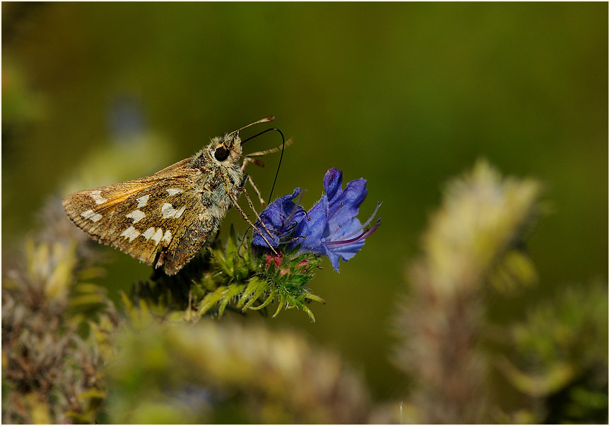 Schmetterling, Komma Dickkopffalter