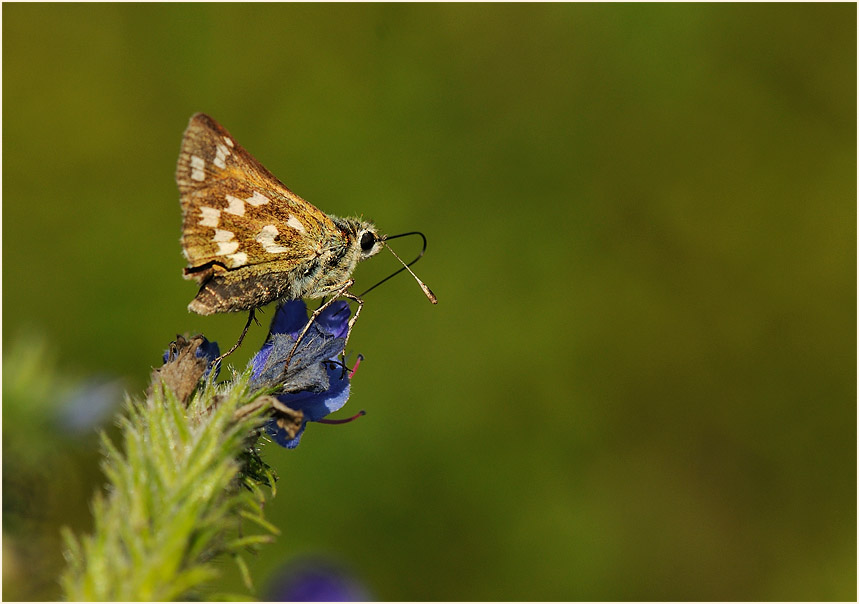 Schmetterling, Komma Dickkopffalter