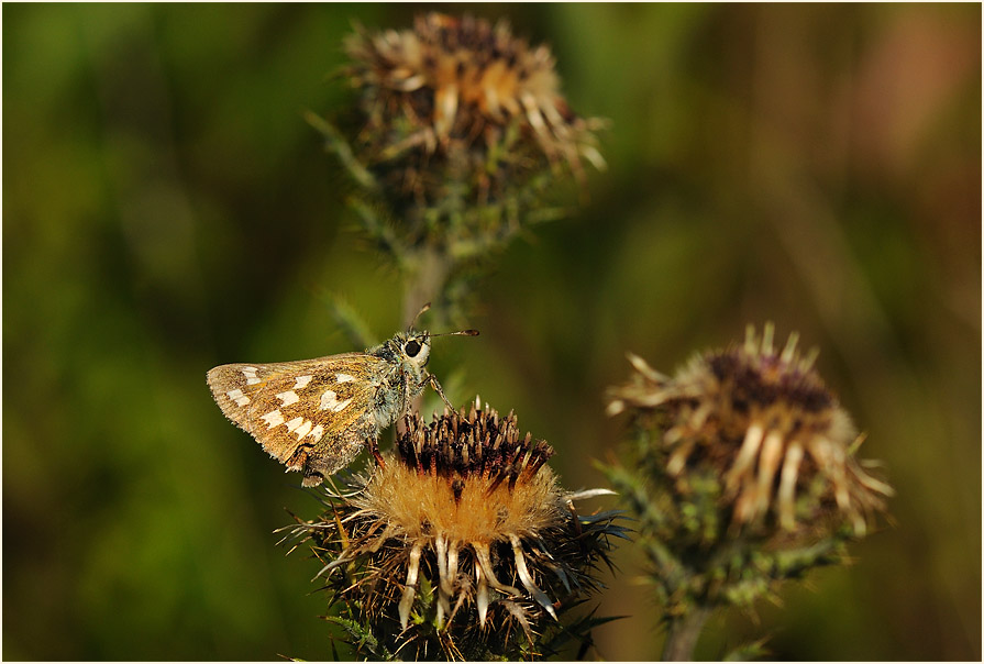 Schmetterling, Komma Dickkopffalter