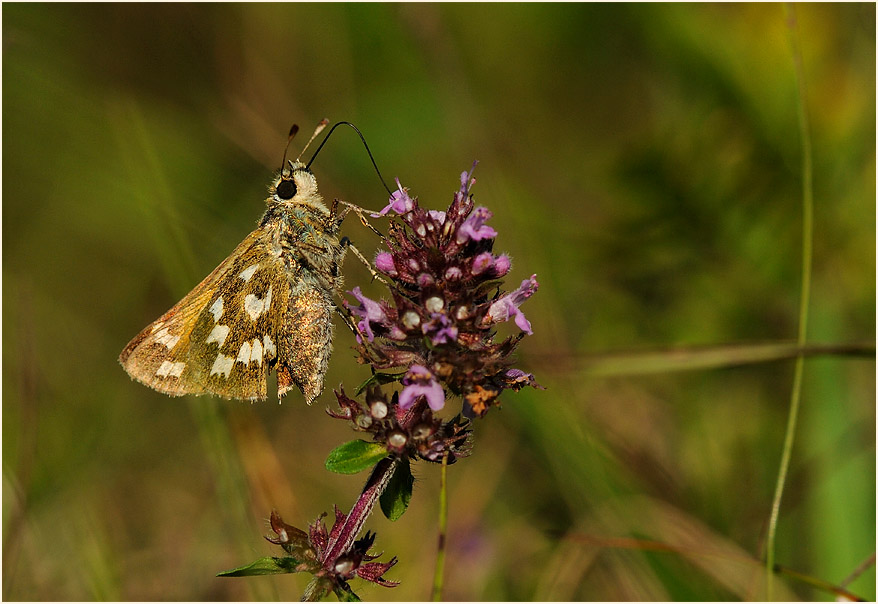 Schmetterling, Komma Dickkopffalter
