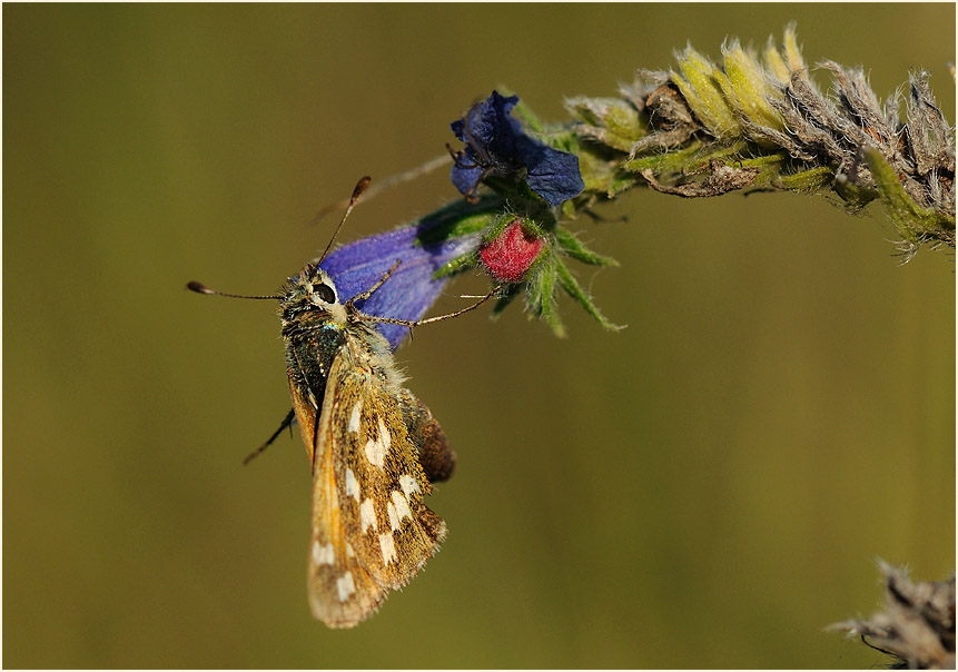 Schmetterling, Komma Dickkopffalter