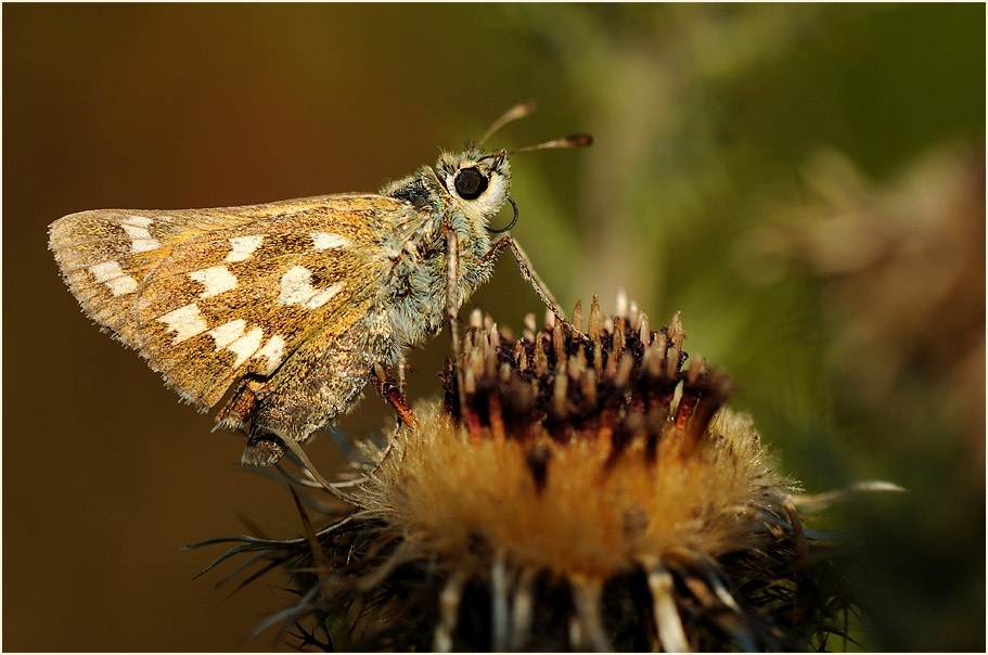 Schmetterling, Komma Dickkopffalter