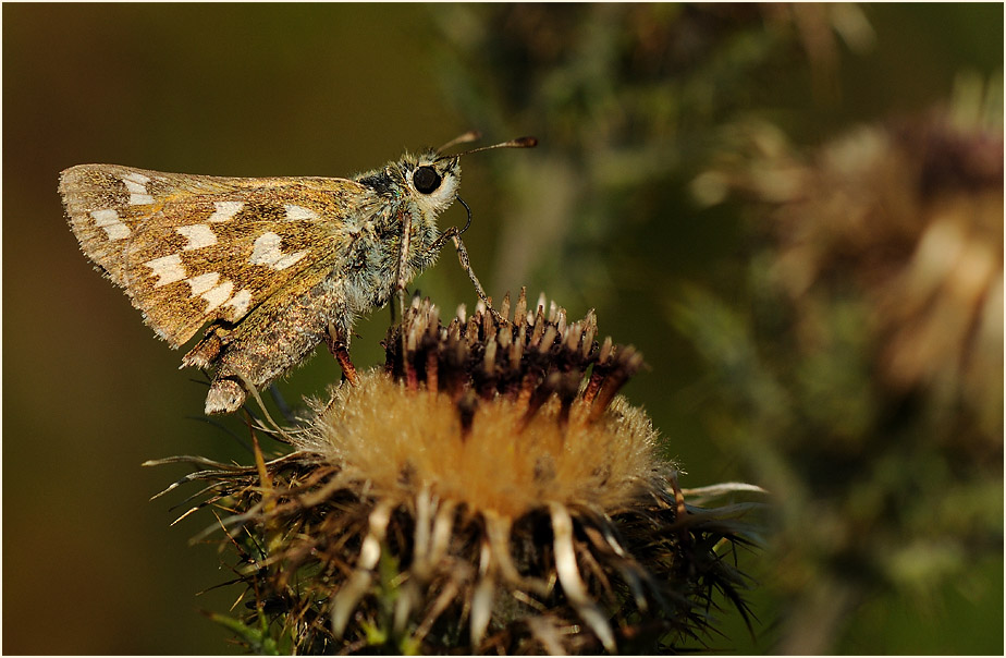 Schmetterling, Komma Dickkopffalter