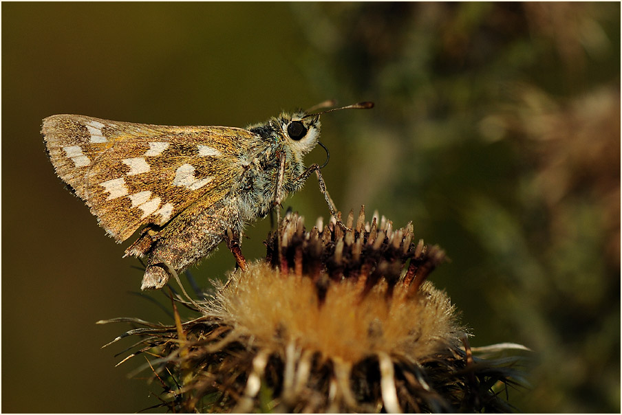 Schmetterling, Komma Dickkopffalter