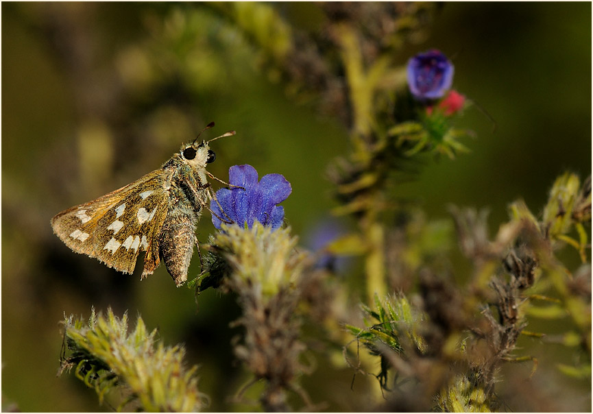 Schmetterling, Komma Dickkopffalter