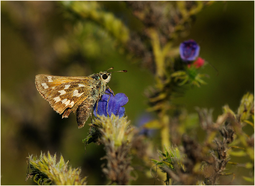 Schmetterling, Komma Dickkopffalter