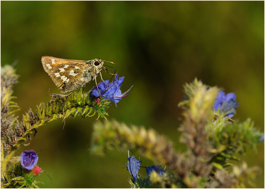 Schmetterling, Komma Dickkopffalter