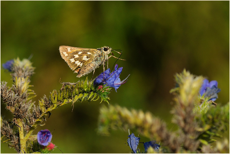 Schmetterling, Komma Dickkopffalter
