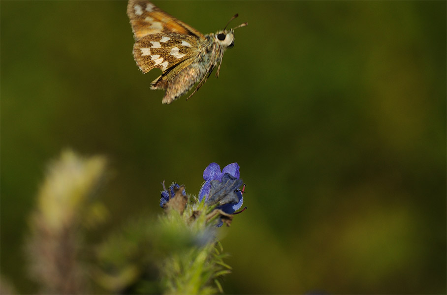 Schmetterling, Komma Dickkopffalter
