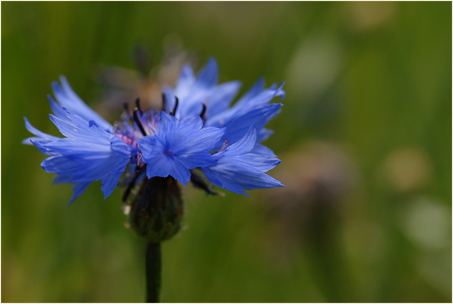 Kornblume (Centaurea cyanus)