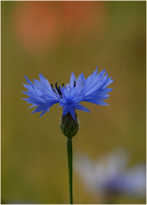 Kornblume (Centaurea cyanus)