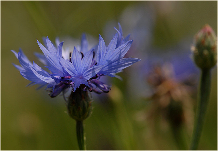 Kornblume (Centaurea cyanus)