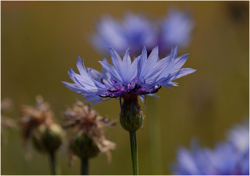 Kornblume (Centaurea cyanus)